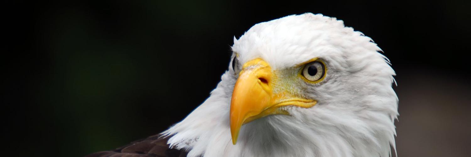 lagart30's profile banner image