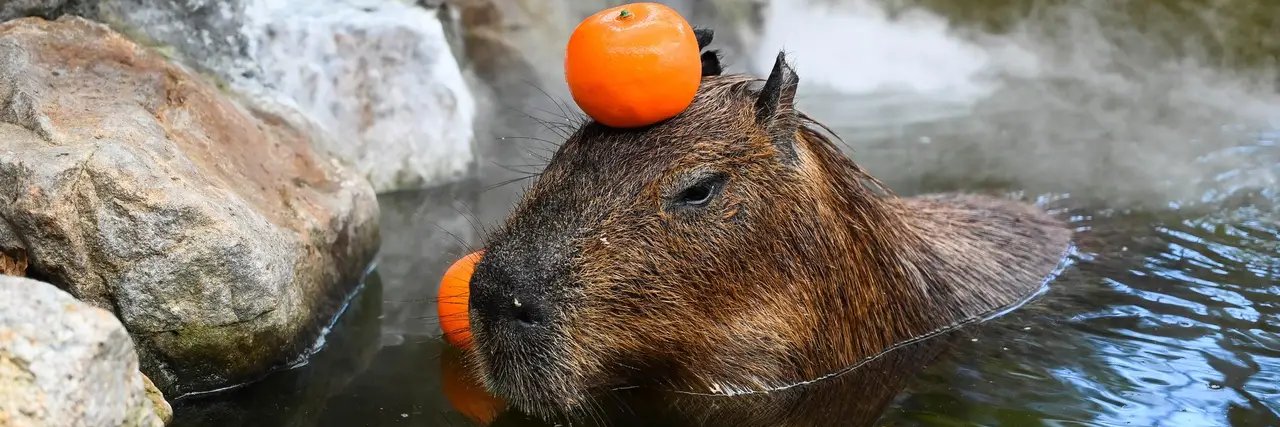 Web3_Capybara's profile banner image