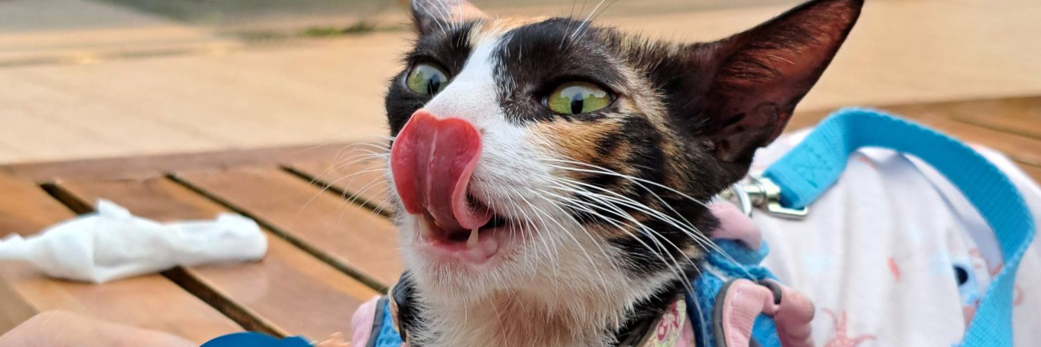 _justAshlet_'s profile banner image