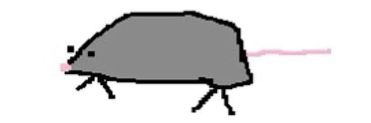 Amy banner