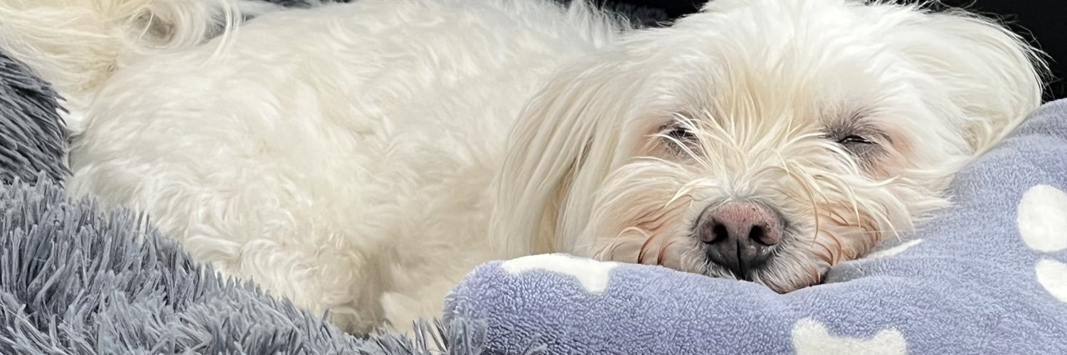 ɐᴉsnuᴉ˥ 📯 banner