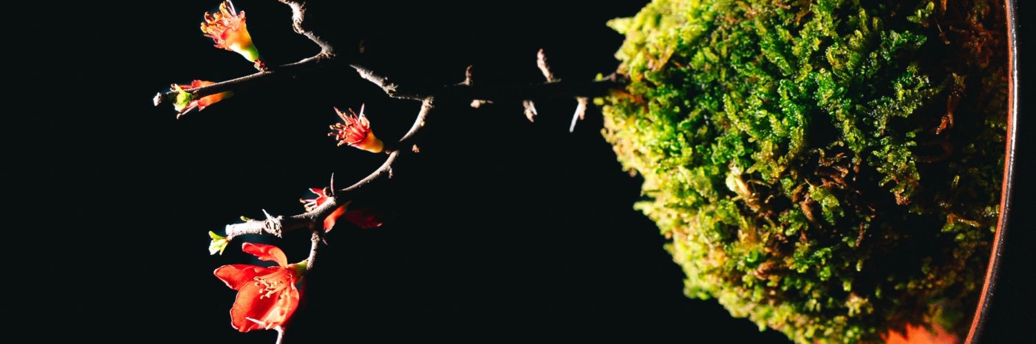 苔むーす【KOKEmousse】高知 苔作家 banner