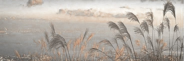 𝐇𝐀𝐍𝐄𝐔𝐋's banner