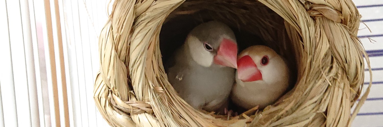 らりるん Kojima banner