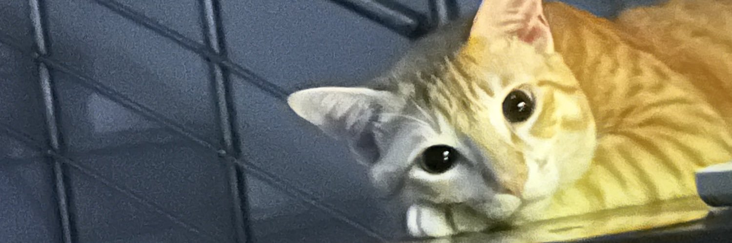 strano banner
