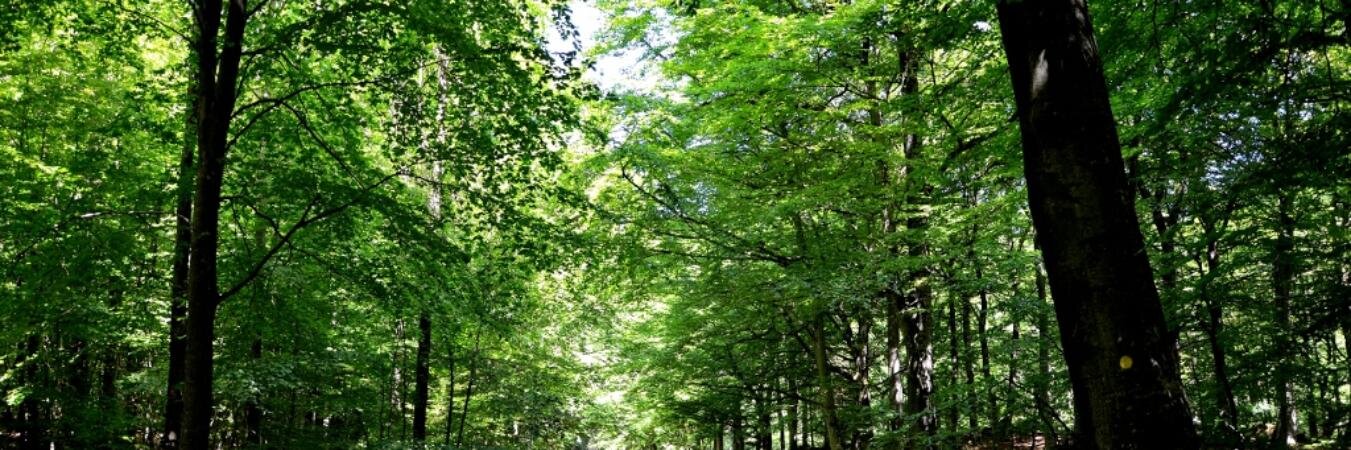 Bent Preben Nielsen banner