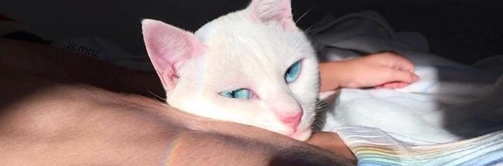 itslittlecry's profile banner image