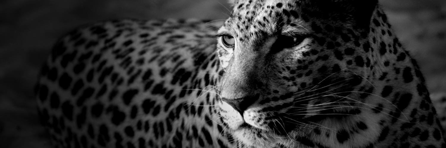 tjuanki's profile banner image