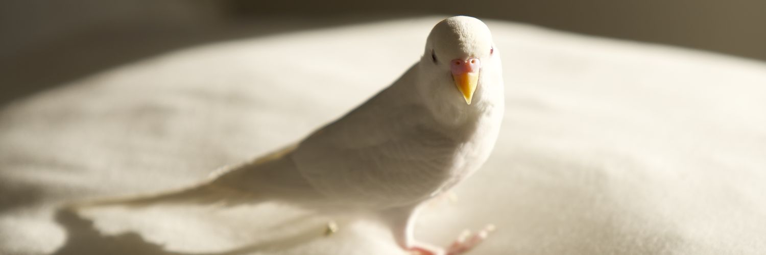arsmz322's profile banner image