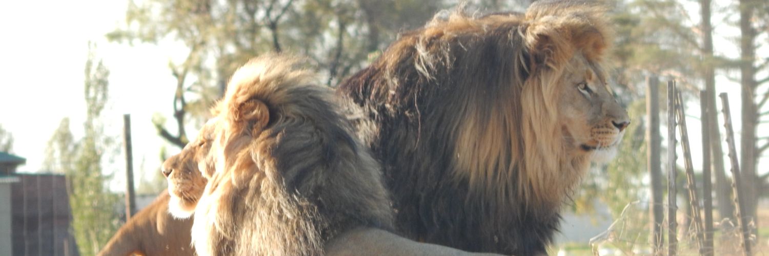 Louceee_'s profile banner image