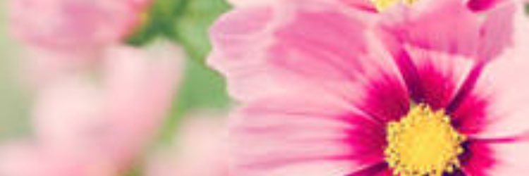 imanithomas11's profile banner image