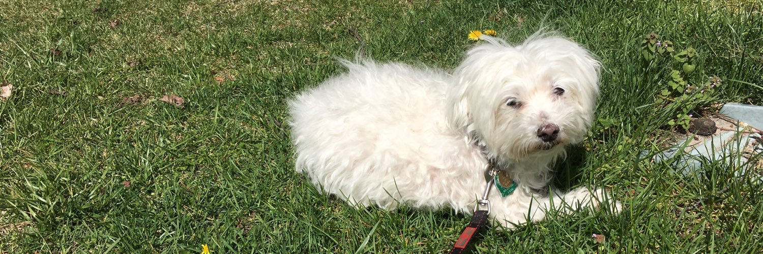 malteseowner's profile banner image