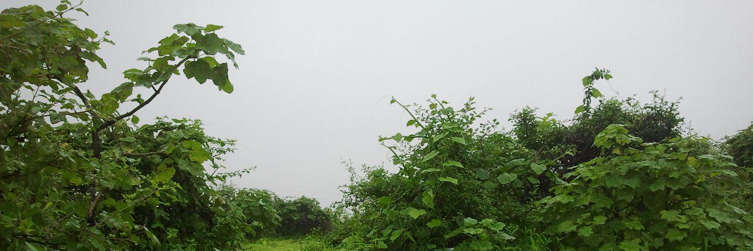nofli_s's profile banner image