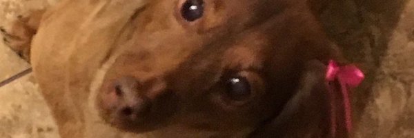 debbie156 Profile Banner