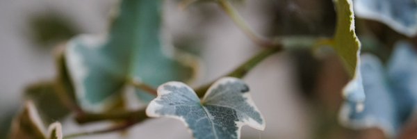 ibitsu_ka Profile Banner