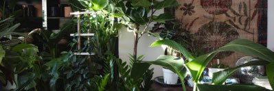 phola wethu.🕊 banner