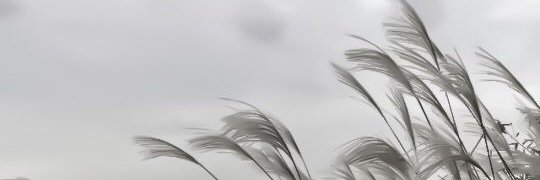 ben. banner