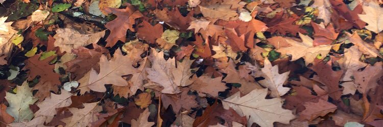 FroggyPatt's profile banner image