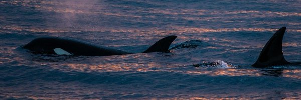 pacificwild Profile Banner