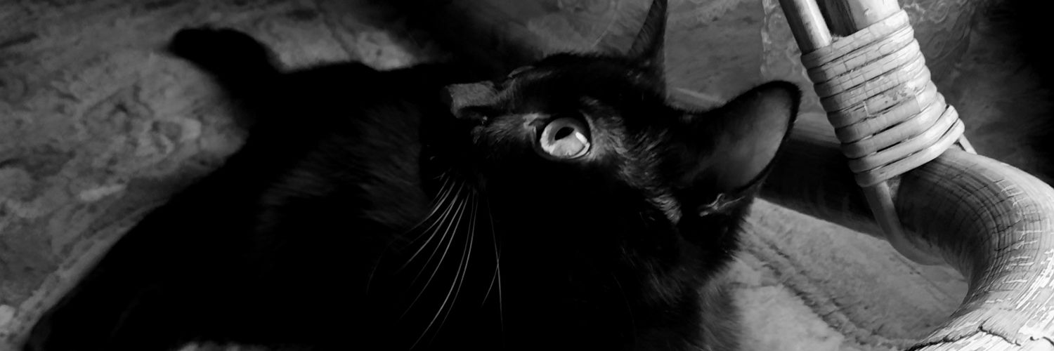 𝕀𝕝 ℙ𝕠𝕖𝕥𝕒 🐈‍⬛🌜🦋's banner