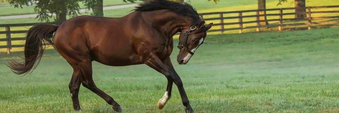 KentuckyBlue🐾 banner