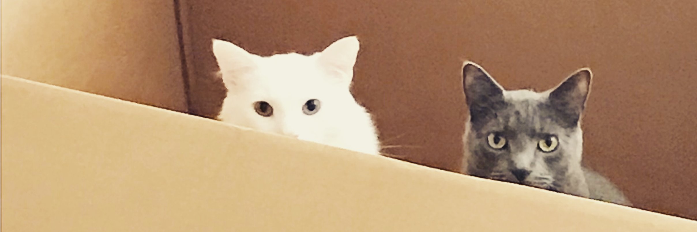 cwkrumrie's profile banner image