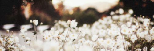 ninaxpall's profile banner image