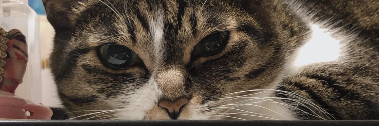 🌸漸 -ｾﾞﾝ🌸(🐶 𝐲𝐮𝐤𝐚𝐫𝐢 🐱) banner