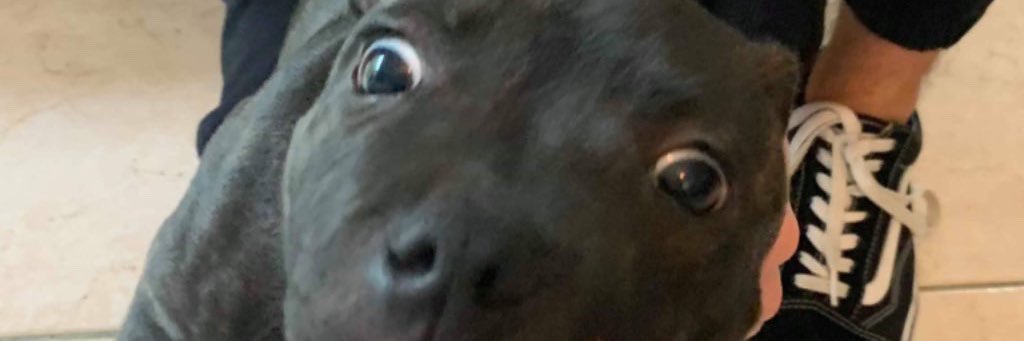 dicaprieau's profile banner image