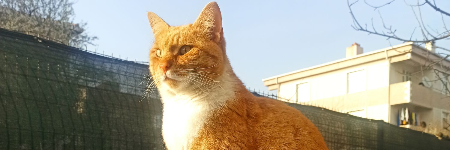 aygulelt's profile banner image