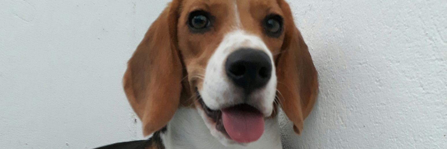 PaotMFC's profile banner image