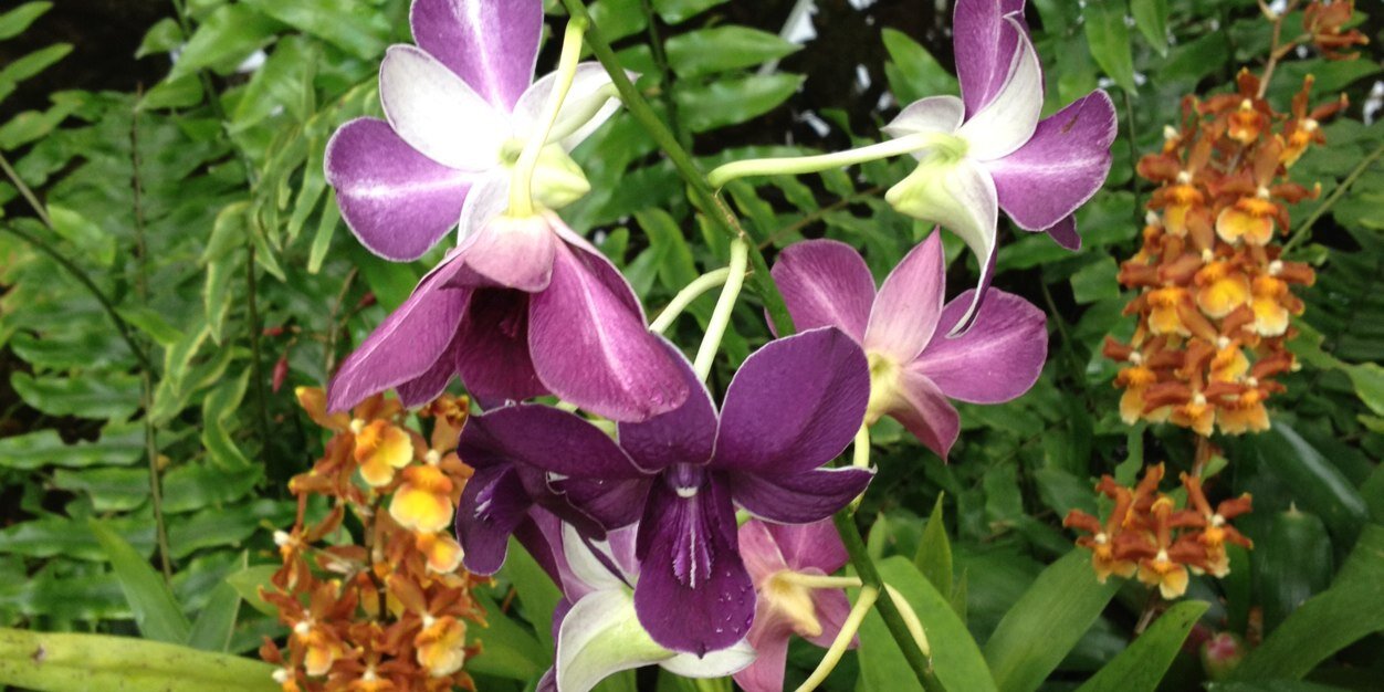 dottie duchesne banner