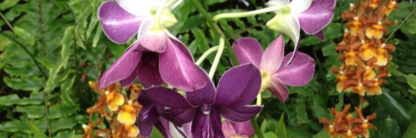 dottied22 Profile Banner