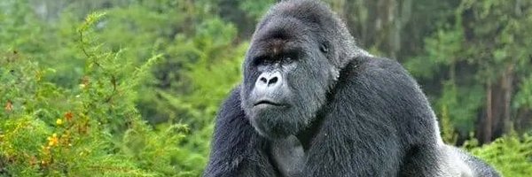 UR_Anaesthesia Profile Banner