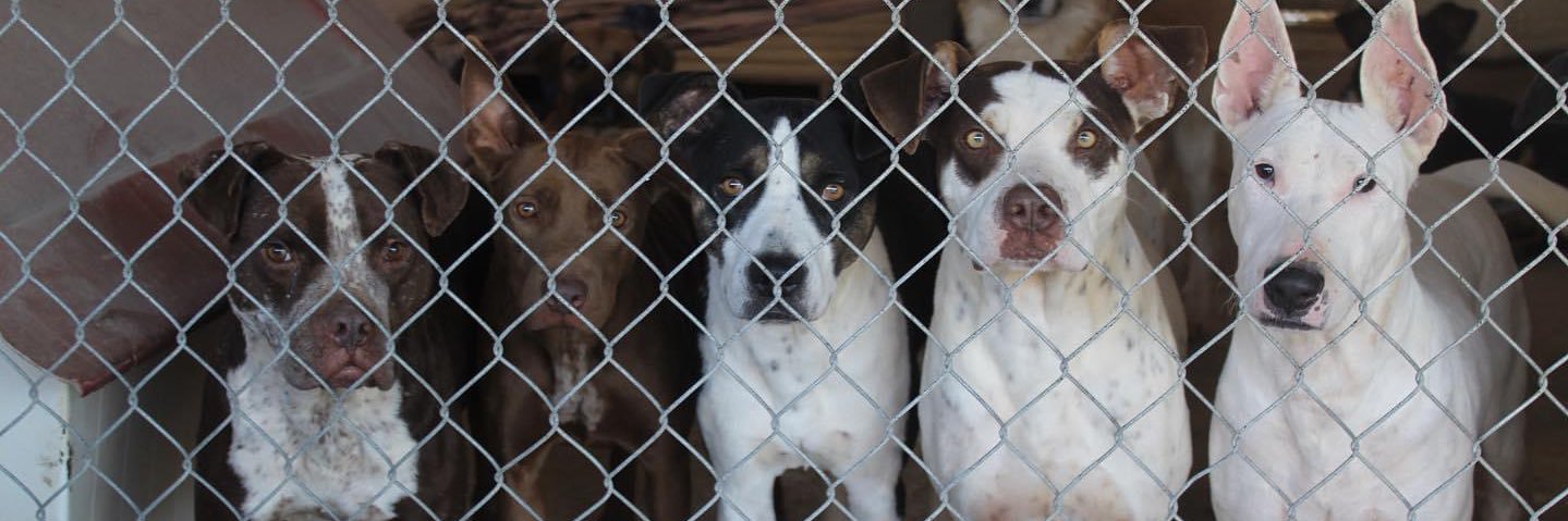 Refugio Buenos Chicos banner