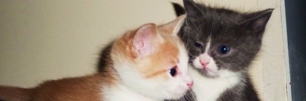OOolemop's banner