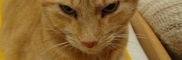modrykocour's profile banner image