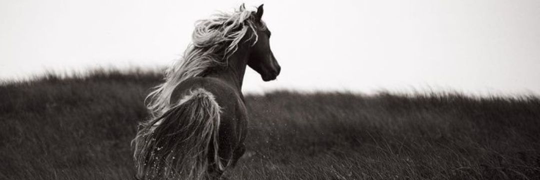 KayaGrel's profile banner image