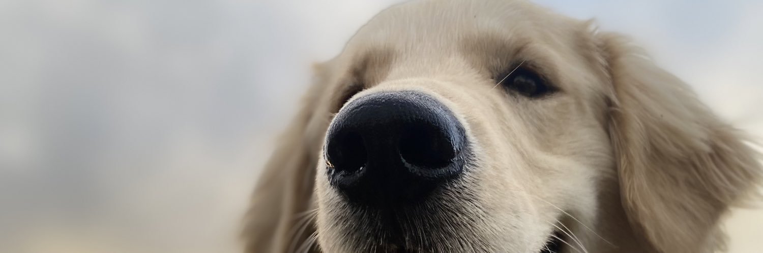 KateDalinger's profile banner image