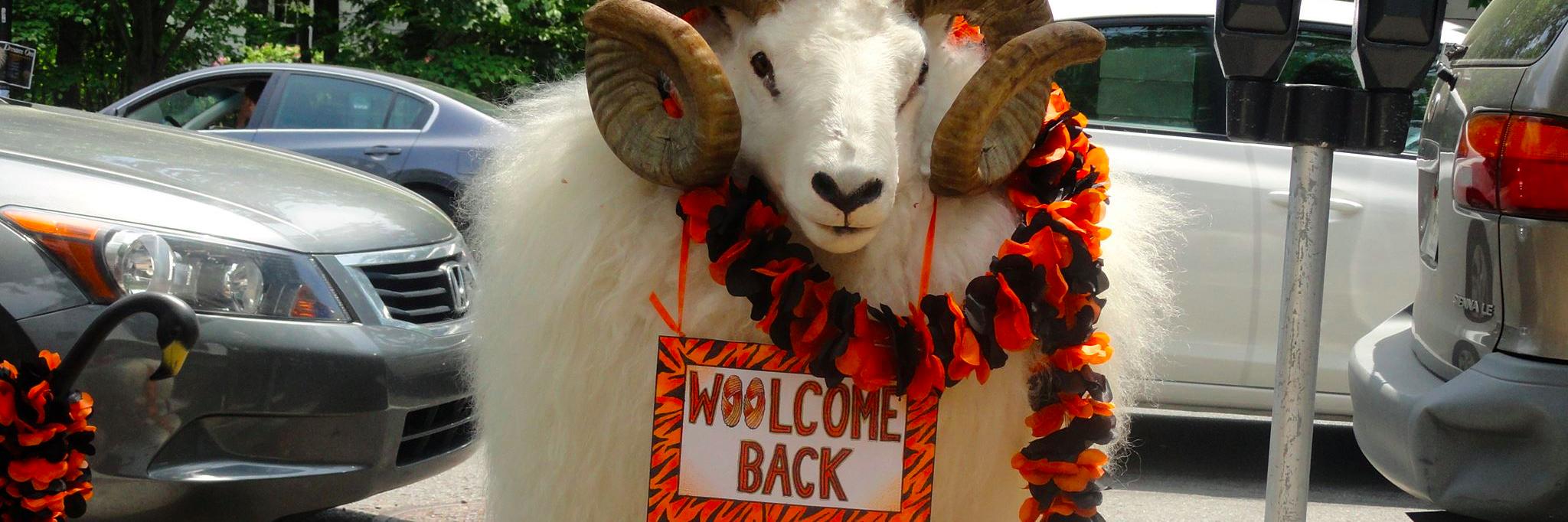 Princeton Patch banner