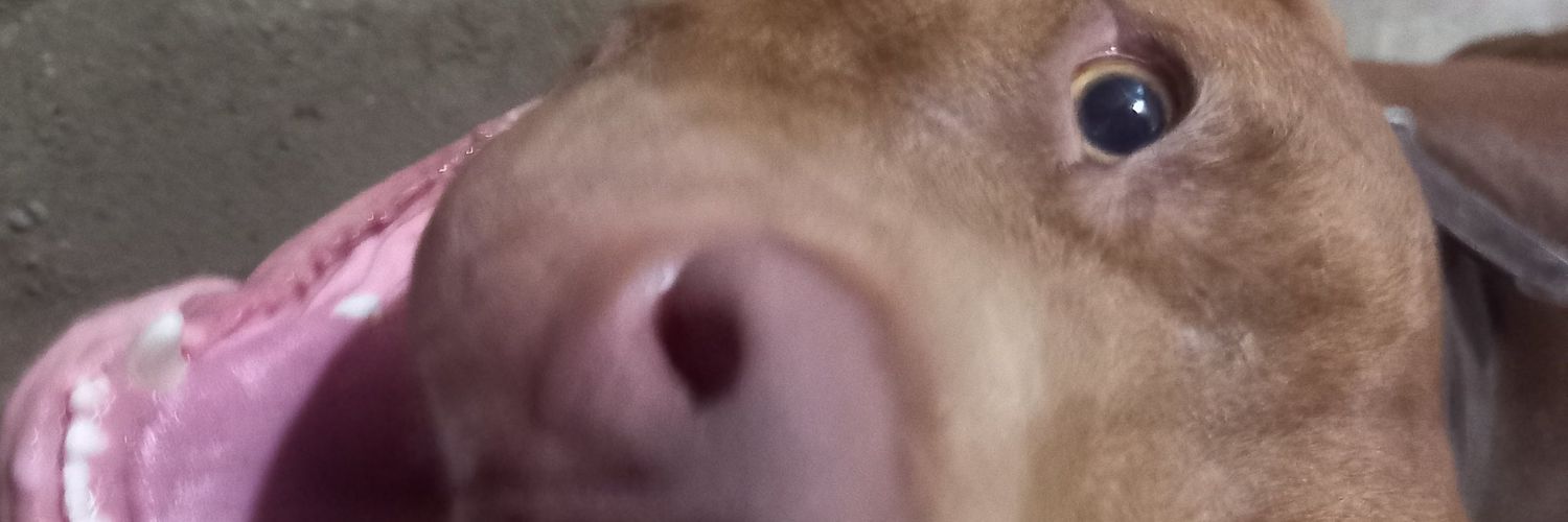 brakitofans's profile banner image
