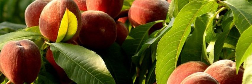 peachgeek's profile banner image