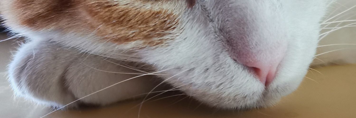 fsrojas's profile banner image