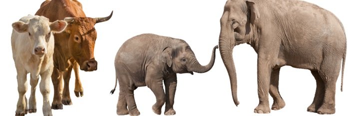 starlet gee| Decentralizer banner