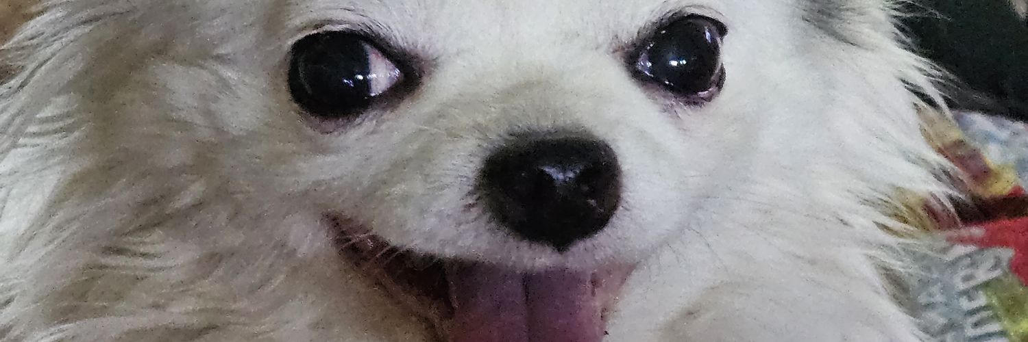 Duke & Angels Cookie 🍪 & Tank 🌈 banner