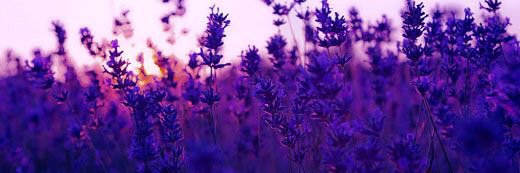 _livelovelav's profile banner image