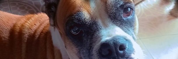 Isisgolcor's profile banner image
