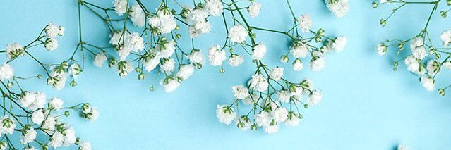 alison_shaffer's profile banner image