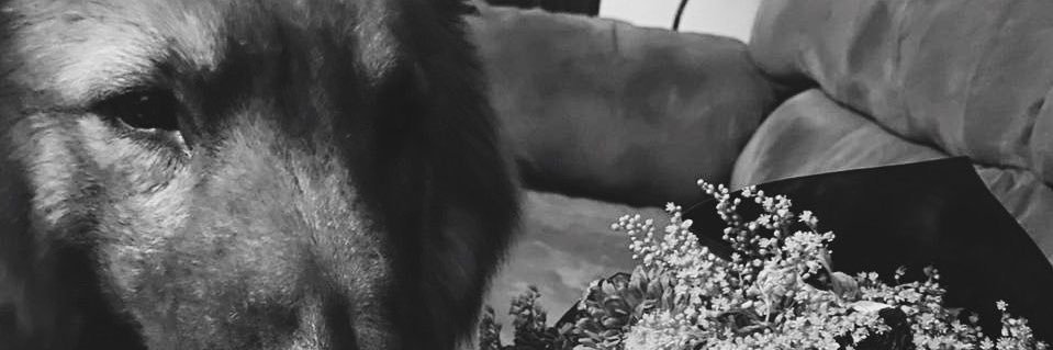 perlabarb's profile banner image
