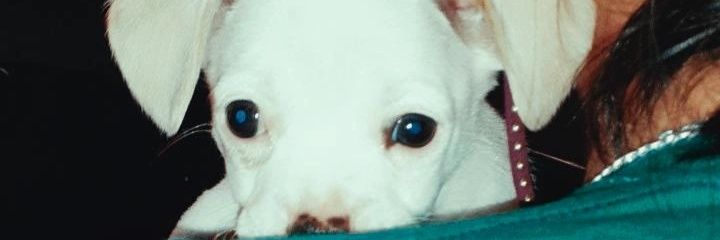FiamiiiMerlo69's profile banner image